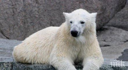 последният бял мечок африка почина мъка любимата