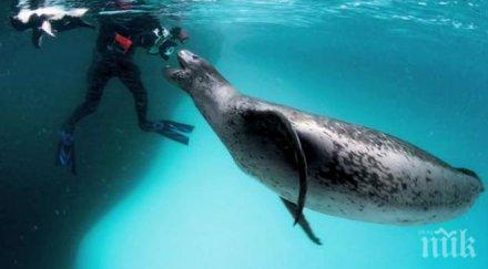 екшън водата фотограф попада лице лице опасен морски хищник смразяващи снимки видео