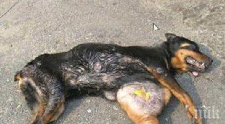 шокиращо цигани вързаха куче кола влачиха докато умре