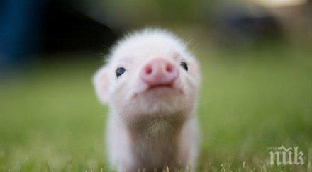 китай роди прасе шест крака