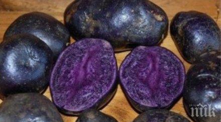 учени отгледаха лилави картофи