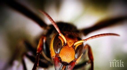 японец дресира стършел убиец