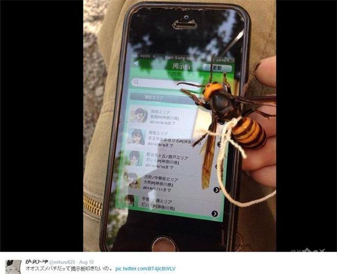 Японец опитоми отровен стършел, разхожда го на повод (снимки+видео)