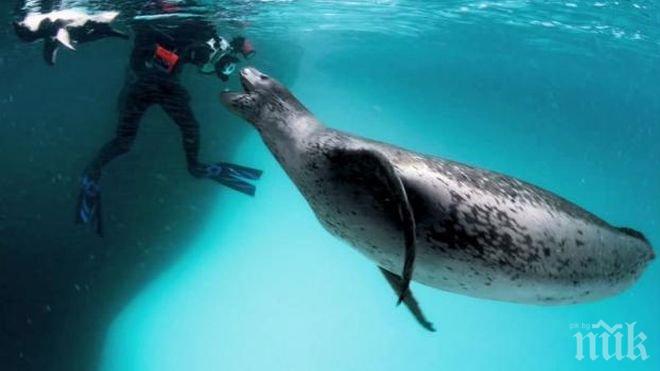 Екшън под водата! Фотограф попада лице в лице с опасен морски хищник (смразяващи снимки + видео)