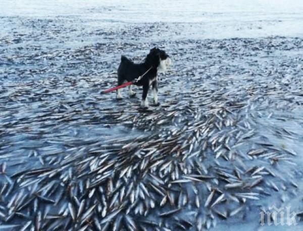 Куче се опита да спаси изхвърлени от водата риби 