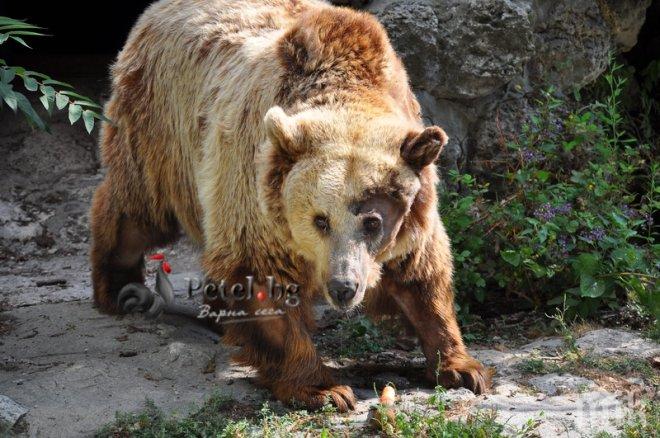 Мечки нападнаха родопски села, натръшкаха 6 прасета и едно конче