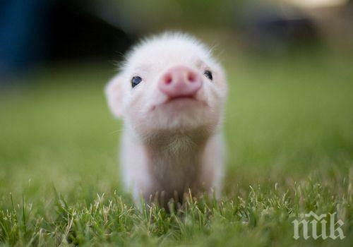 В Китай се роди прасе с шест крака
