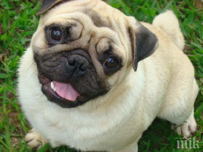 Избраха куче за кмет на село