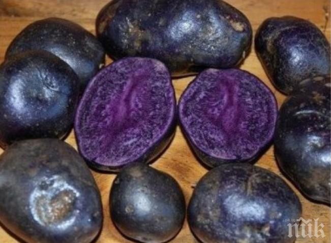 Учени отгледаха лилави картофи