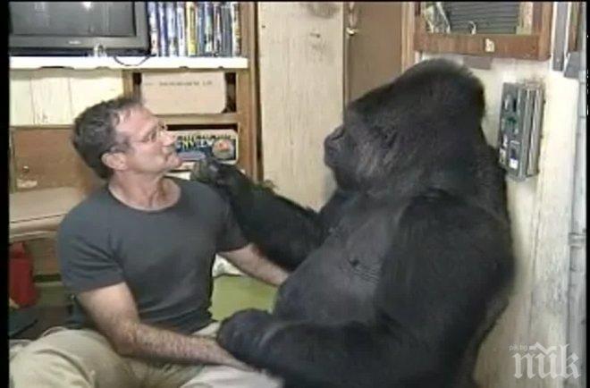 Стар клип, в който Робин Уилямс говори с горила, просълзи света (видео)