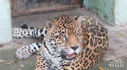 герб искат извънредна сесия общинския съвет ловеч заради убийството алонсо