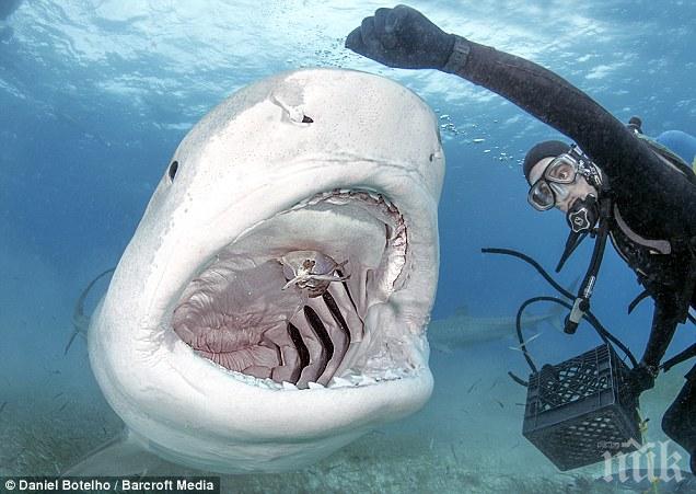 Бедняци излапаха 366-килограмова акула