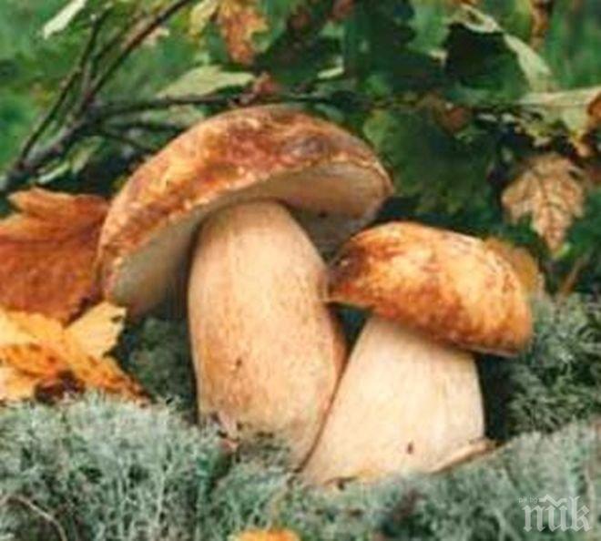 Отровни гъби вкараха мъж в болница