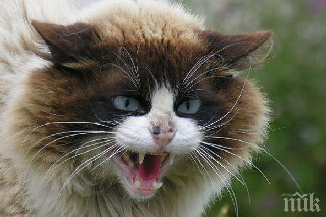 Свиреп котарак държа жени за заложнички в Калифорния