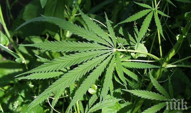 Намериха дрога в читалище в Пернишко