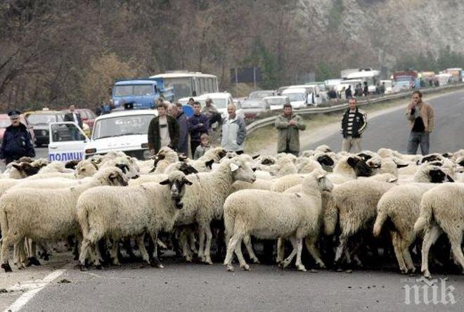 Искаме от Брюксел да ни разреши да ваксинираме всички животни срещу син език