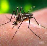 българия открита треска пренасяна тигровия комар