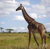 Жираф шутира жена в зоопарк