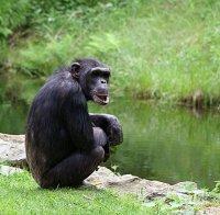 Увеличават парите за ремонта на Зоологическата градина в Пловдив