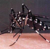 Ужас! Tигровият комар-убиец засечен в Бургас