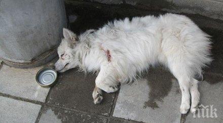 трупове изтровени кучета изплашиха жителите люлин