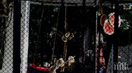 хранят маймуните зоокъта варна висяща храна