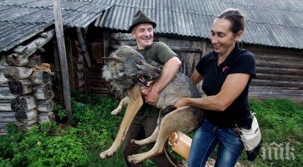 семейство гледа вълци домашни любимци снимки