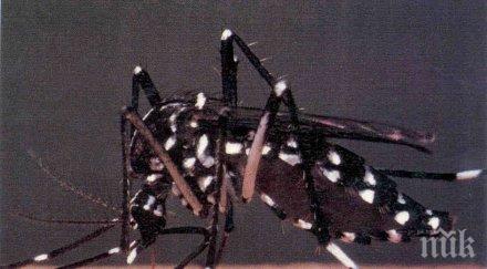 ужас tигровият комар убиец засечен бургас