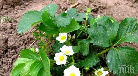 внимание три зеленчука убият