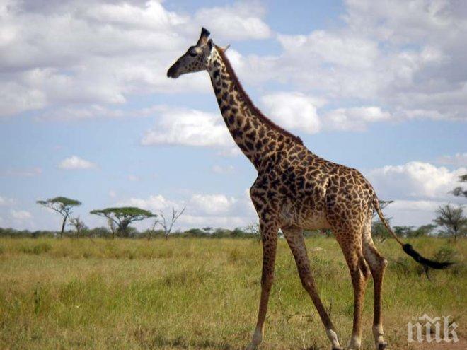Жираф шутира жена в зоопарк