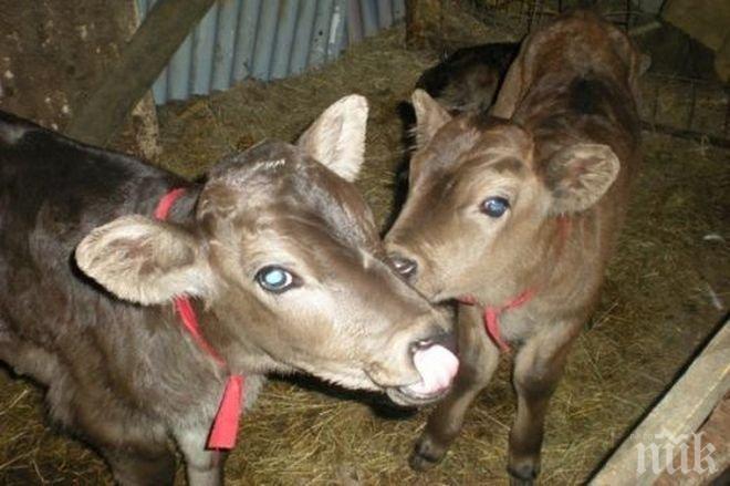 Животните в ормуртагско село поголовно се разболяха от син език