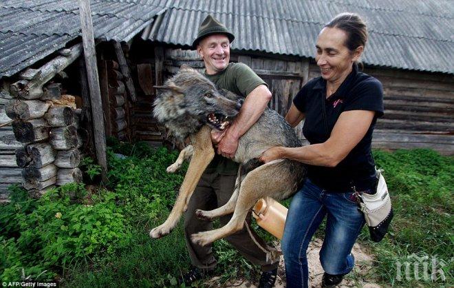 Семейство си гледа вълци като домашни любимци (снимки)

