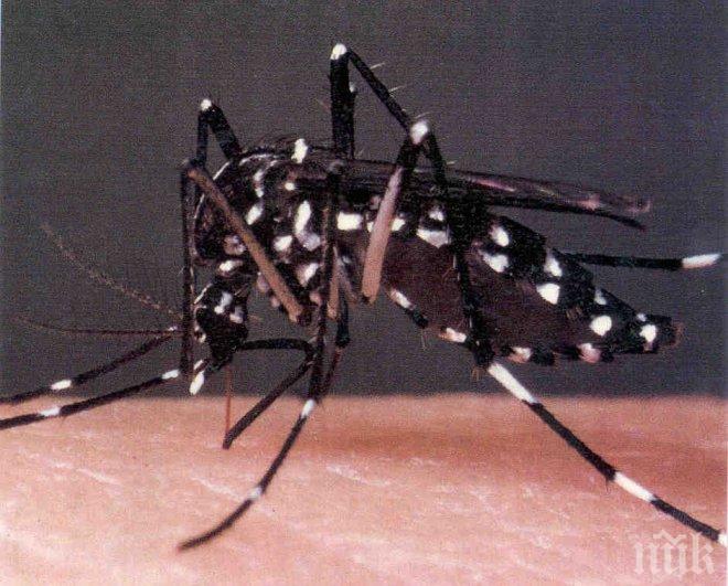 Ужас! Tигровият комар-убиец засечен в Бургас