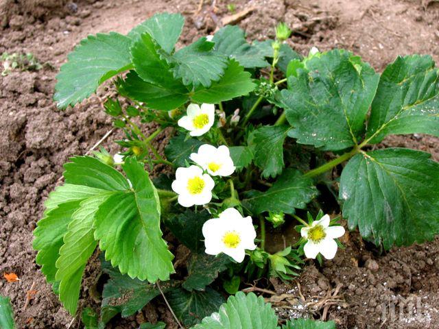 Внимание! Три зеленчука, които могат да ви  убият!