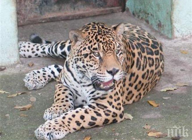 Експерт: Смъртта на ягуара Алонсо можеше да се избегне