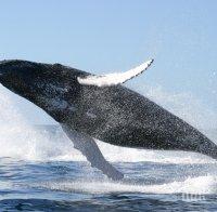 Необичайна катастрофа! Мъж се блъсна в кит, карайки джет (видео) 