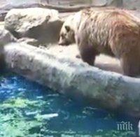 Урок по човечност! Вижте какво направи лаком мечок с птица, вместо да я изяде (уникално видео)