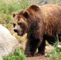 Мечка уби 5 овце край Калофер