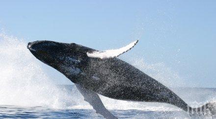 необичайна катастрофа мъж блъсна кит карайки джет видео