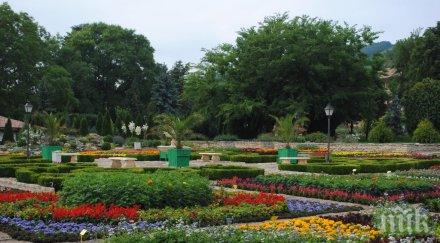 дърво столетник цъфна първи път балчик