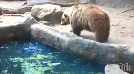 урок човечност вижте направи лаком мечок птица вместо изяде уникално видео