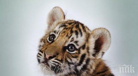 софиянец продава тигърче бона