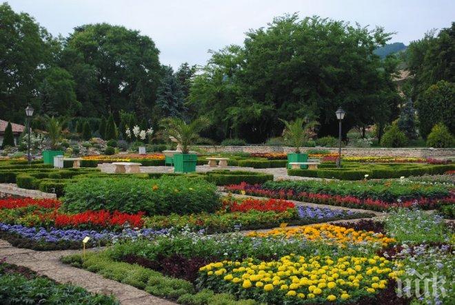 Дърво столетник цъфна за първи път в Балчик