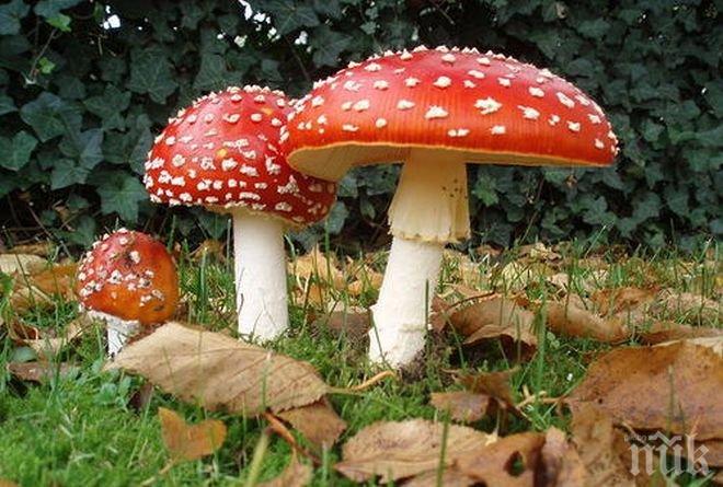 Аржентински гъби противодействат на две опасни болести