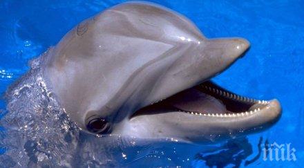 делфини подгониха пасажите риба морска гара варна видео