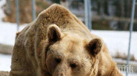 ужас животните столичния зоопарк отровени умишлено