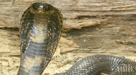шок готвач отряза главата кобра ухапа уби минути късно