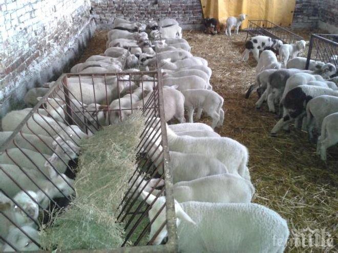 Три огнища на син език откриха в Разградско