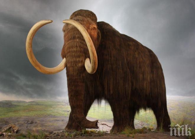 Мамут влиза в ултрамодерен музей в Русе!