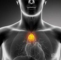 Учени отгледаха орган в тялото на мишка